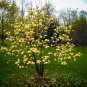 Butterflies Magnolia Hybrid Tree Vivid Yellow Fragrant Blooms 20 28" Tall 1 Gal Fresh Garden