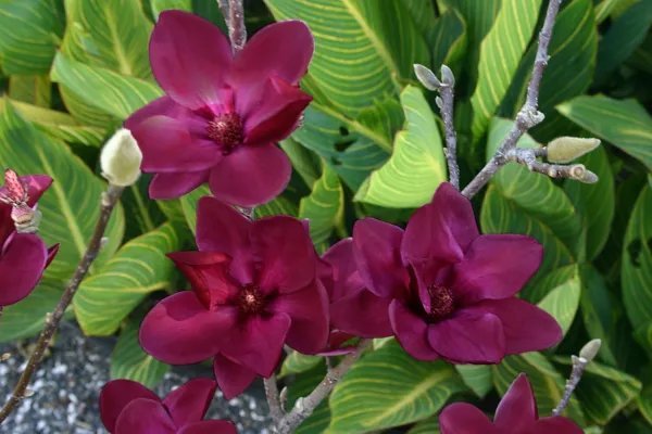 Genie Magnolia Hybrid Tree Deep Plum Purple Fragrant Blooms Large 1 Gallon Pot Fresh Garden
