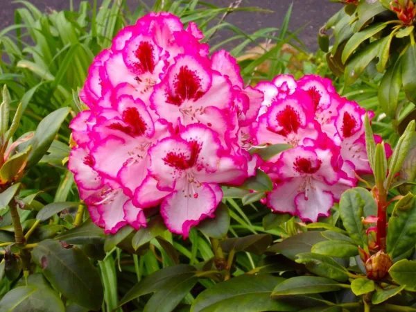 Cherry Cheesecake Azalea Rhododendron Large Rooted Plant May Be Dormant Fresh Garden