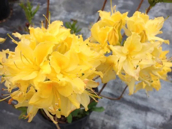 Lemon Lights Aromi Azalea Rhododendron Hybrid Well Rooted Plant May Be Dormant Fresh Garden