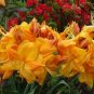 Klondyke Azalea Rhododendron Well Rooted Starter Plant May Be Dormant Fresh Garden