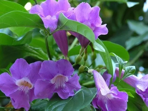 Saritaea Magnifica Glow Vine Rooted Starter Plant Extremely Rare Plant Fresh Garden