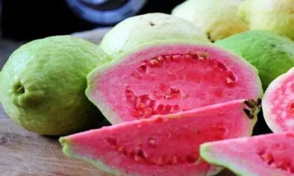 Barbie Pink Guava Pink Guava Plant Psidium Guajava Live Starter Plant Fresh Garden