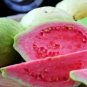 Barbie Pink Guava Pink Guava Plant Psidium Guajava Live Starter Plant Fresh Garden