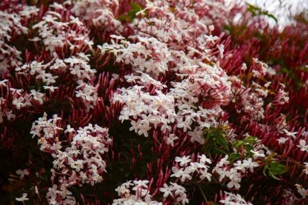Pink Jasmine Jasminum Polyanthum Rooted Starter Plant Extremely Fragrant Fresh Garden