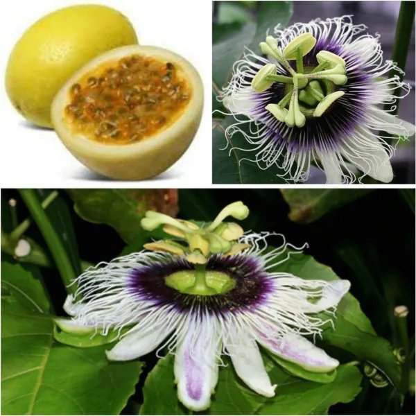 Sweet Sunrise Passion Fruit Live Starter Plant Passiflora Edulis Self Fertile Fresh Garden