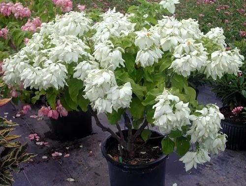 Double White Mussaenda Starter Plant Aka The Tropical Dogwood Plant Fresh Garden