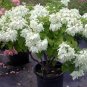 Double White Mussaenda Starter Plant Aka The Tropical Dogwood Plant Fresh Garden