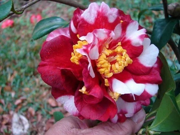 Emmett Pfingsti Unique Bloom Camellia Japonica Live Starter Plant Fresh Garden