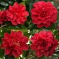 Tom Knudsen Unique Bloom Camellia Japonica Live Starter Plant Fresh Garden