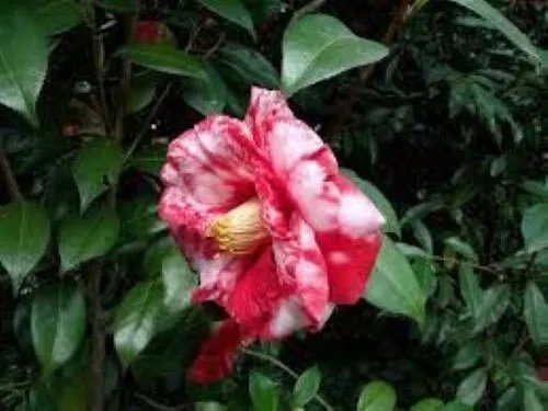 Fashionata Varigated Unique Bloom Camellia Japonica Live Starter Plant Fresh Garden