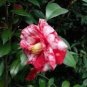 Fashionata Varigated Unique Bloom Camellia Japonica Live Starter Plant Fresh Garden