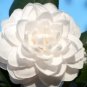 Seafoam Camellia Japonica Live Starter Plant Highly Variable Blooms Fresh Garden