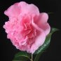 Debutante Camellia Japonica Live Starter Plant Highly Variable Blooms Fresh Garden