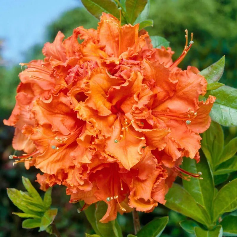 Gibraltar Deciduous Azalea Rhododendron Small Rooted Starter Plant Fresh Garden