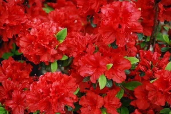 Girard Hotshot Deciduous Azalea Rhododendron Small Rooted Starter Plant Fresh Garden