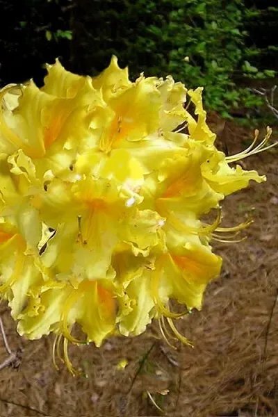 Lemonade Aromi Azalea Rhododendron Deciduous Small Starter Plant Fresh Garden