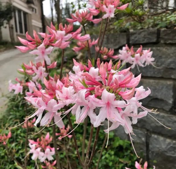 Spring Sensation Aromi Azalea Rhododendron Deciduous Small Starter Plant Fresh Garden