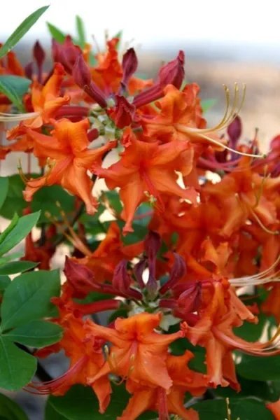 Red Pepper Aromi Azalea Rhododendron Deciduous Small Starter Plant Fresh Garden