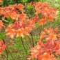 Mauvila Gold Aromi Azalea Rhododendron Deciduous Small Starter Plant Fresh Garden