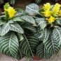 Snow White Zebra Aphelandra Squarrosa Dania Plant Well Rooted Starter Plant Fresh Garden