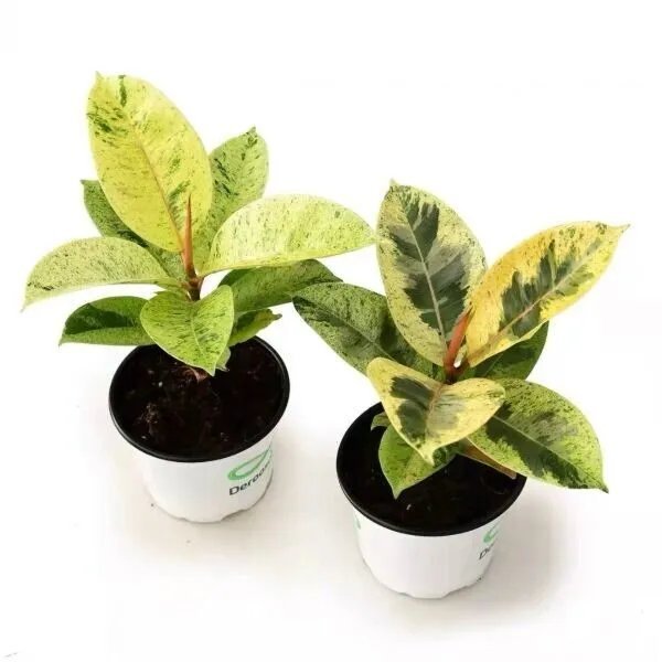 Ficus Shivereana Moonshine Variegated Rubber House Plant Rooted Starter Plant Fresh Garden