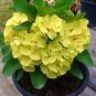 Golden Crown Crown Of Thorns Euphorbia Milii Christ Plant Samll Starter Plant Fresh Garden