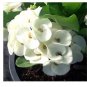 Rakang Ngern Crown Of Thorns Euphorbia Milii Christ Plant Samll Starter Plant Fresh Garden