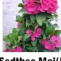 Sedthee Mai Crown Of Thorns Euphorbia Milii Christ Plant Starter Plant Fresh Garden