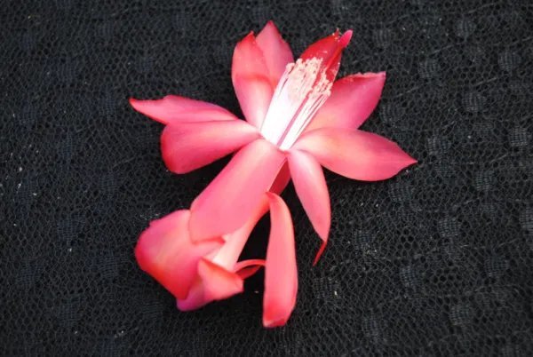 Bolero Schlumbergera Truncata Christmas Cactus Small Rooted Starter Plant Fresh Garden