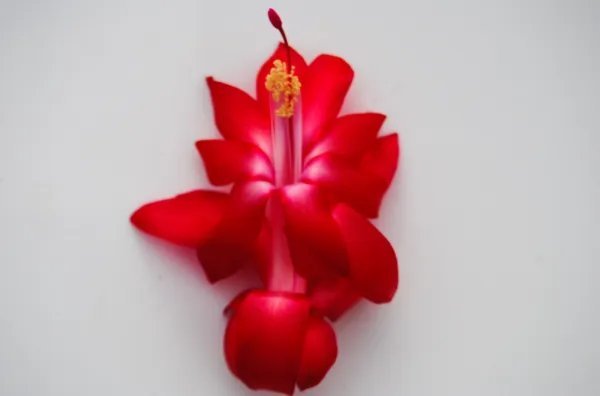 Christmas Cactus Starter Plant Lipstick Schlumbergera Truncata Fresh Garden