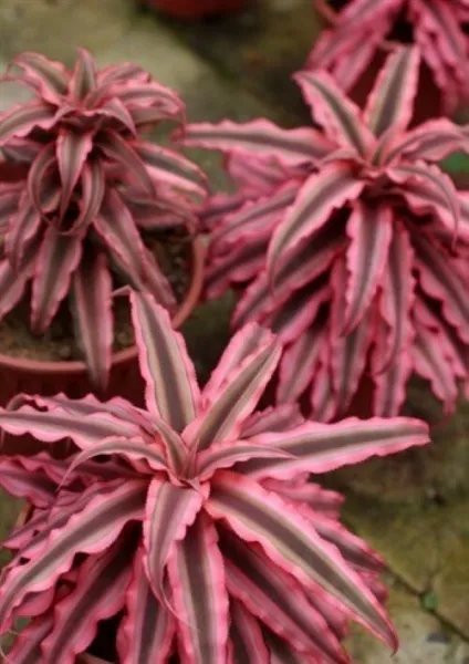 Pink Star Cryptanthus Bivittatus Aka Earth Star Bromeliad Small Starter Plant Fresh Garden