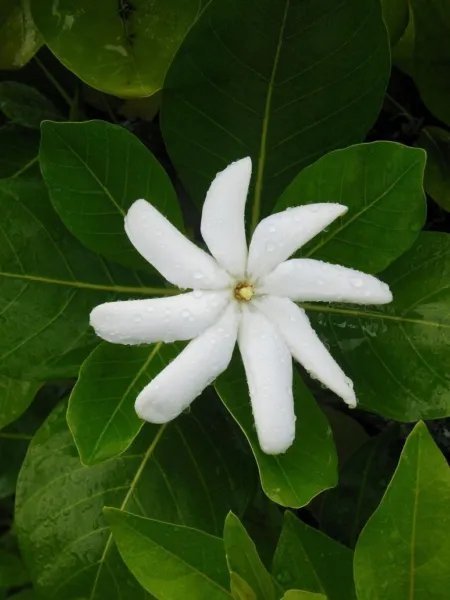 Single Tahitian Ia Taitensis Jasminoides Plant Intensely Fragrant Flower Fresh Garden