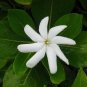 Single Tahitian Ia Taitensis Jasminoides Plant Intensely Fragrant Flower Fresh Garden