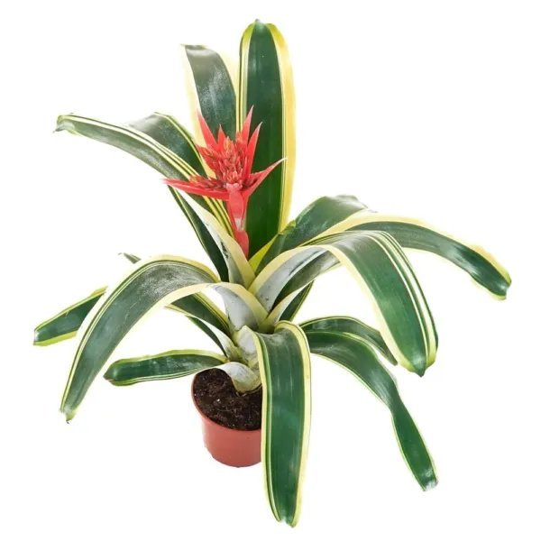 Felice Aechmea Bromeliad Live Rooted Starter Plant/Pup Ships Bare Rare Fresh Garden
