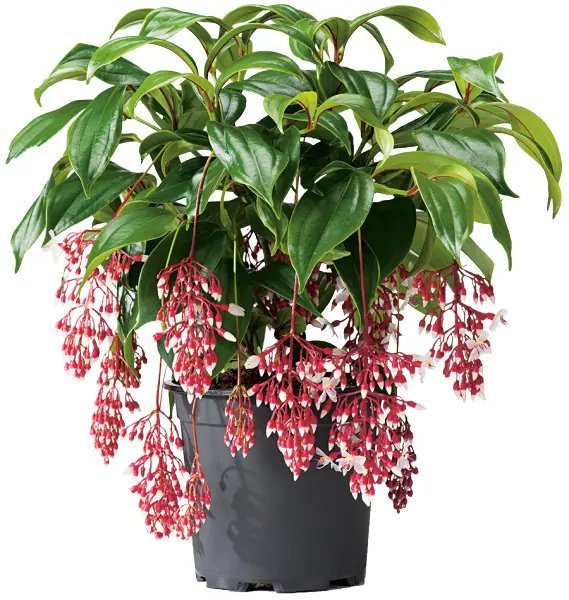 Florinilla "Magic" Medinilla Plant Live Well Rooted Starter Plant Very Rare Fresh Garden