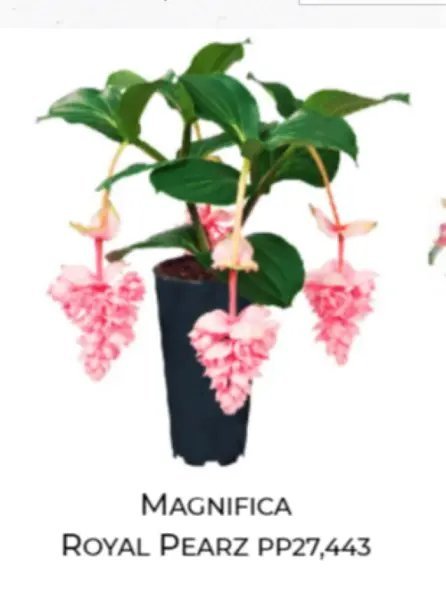 Royal Pearz Magnifica Medinilla Plant Live Well Rooted Starter Plant Very Rare Fresh Garden