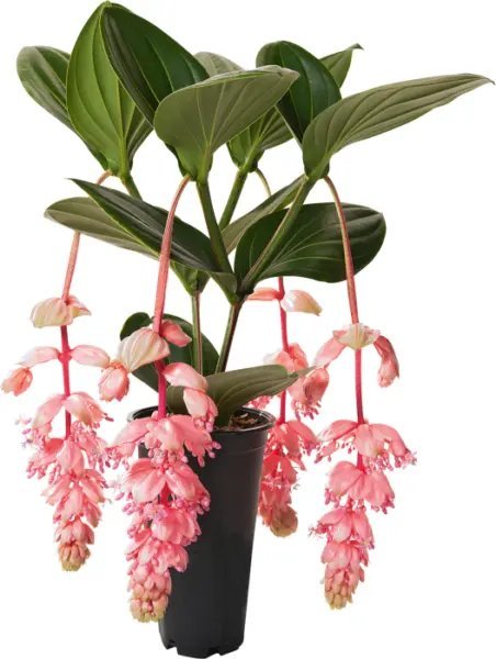 Royal Glow Magnifica Medinilla Plant Live Well Rooted Starter Plant Very Rare Fresh Garden