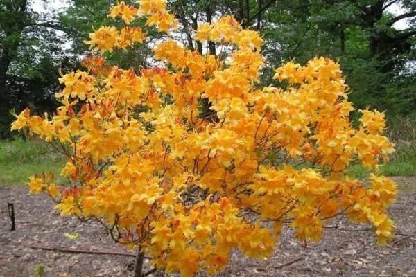 Fantastique Aromi Azalea Rhododendron Deciduous Small Starter Plant Dormant Fresh Garden