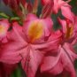 Country Cousin Aromi Azalea Rhododendron Deciduous Small Starter Plant Dormant Fresh Garden