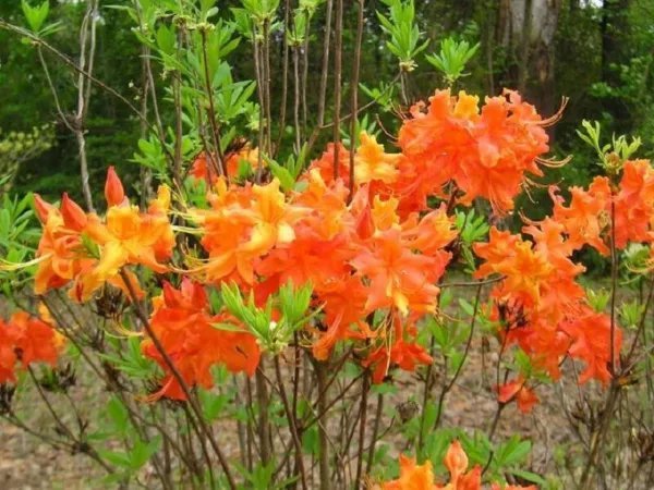 Frontier Gold Aromi Azalea Rhododendron Deciduous Small Starter Plant Dormant Fresh Garden