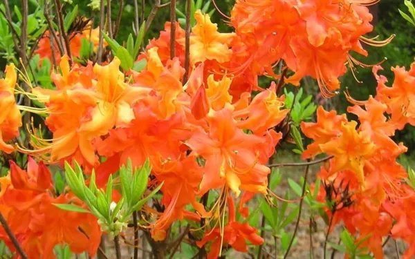 Frontier Gold Aromi Azalea Rhododendron Hybrid Well Rooted Plant May Be Dormant Fresh Garden