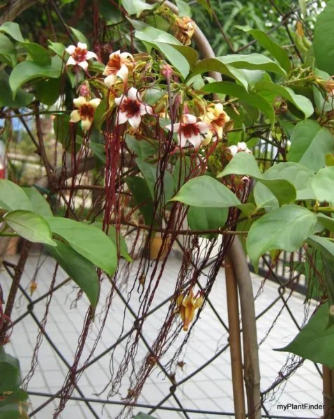 Foo Manchus Beard Plant Medusa Flower Strophanthus Preussii Rooted Plant Fresh Garden