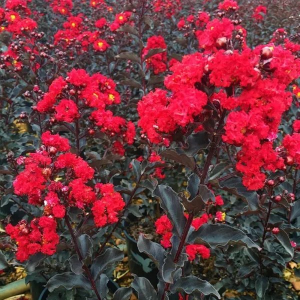 Ebony Fire Crepe Crape Myrtle Starter Lagerstroemia Well Rooted "Starter" Plant Fresh Garden