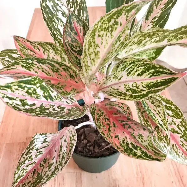 Jazzed Gems Sparkling Sara Aglaonema Chinese Evergreen Plant Starter Plant Fresh Garden
