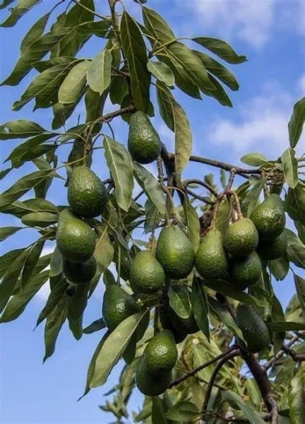 Haas Avocado Tree Well Rooted Seedling Plant Popular Supermarket Variety Fresh Garden