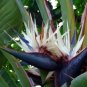 Giant White Bird Of Paradise Strelitzia Nicholai Well Starter Rooted Plant Fresh Garden