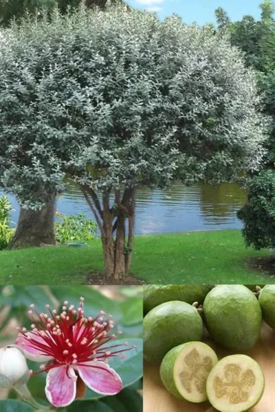 Pineapple Guava Feijoa Sellowiana Well Rooted Starter Plant Grow Sweet Fruit Fresh Garden
