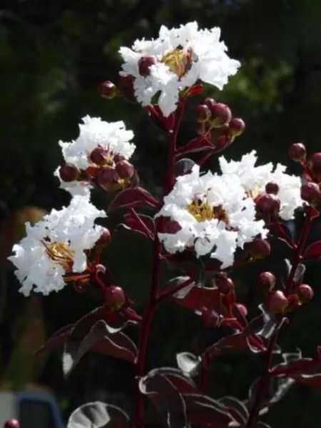 Ebony & Ivory Crepe Crape Myrtle Starter Plant White Flower Black Foliage Fresh Garden