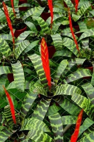 Vriesa Splenriet Bromeliad Rooted Pup Aka Starter Plant Fresh Garden